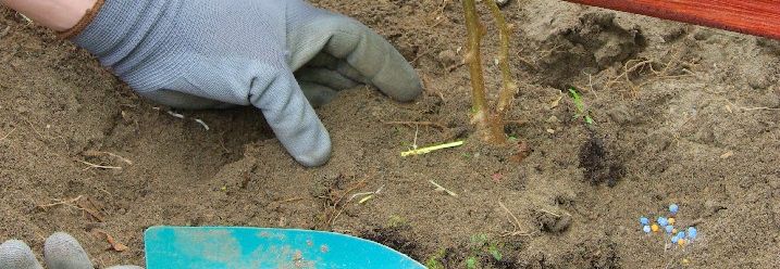Kiwibeerenpflanze wird gedüngt